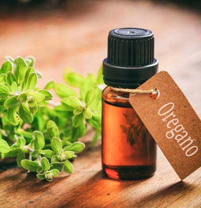 Oregano oil