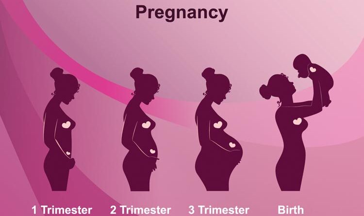 Stages of Pregnancy : A Guide For Each Month