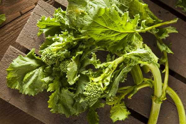 Broccoli Rabe