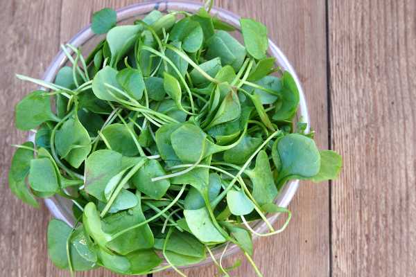 Watercress