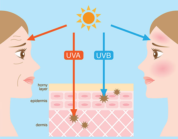uv light on dna functions causes the skin cells to become damaged