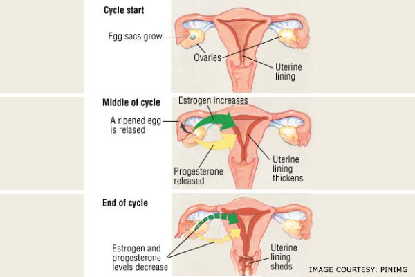 menopause cycle