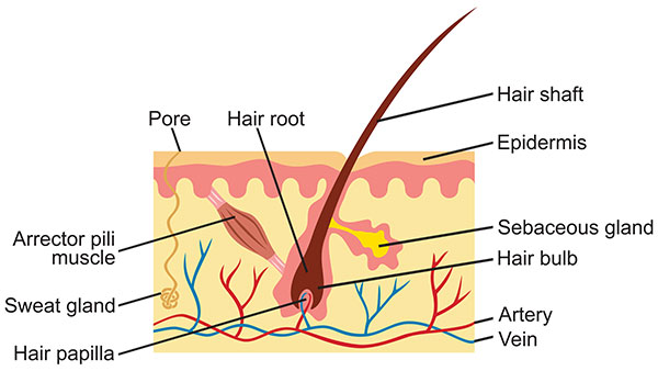 what-do-scalp-pimples-mean