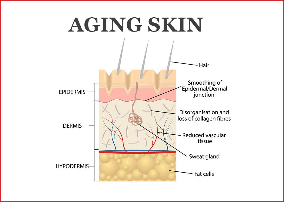 anti aging skin regimen